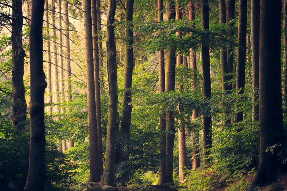 Lostorfer Wald