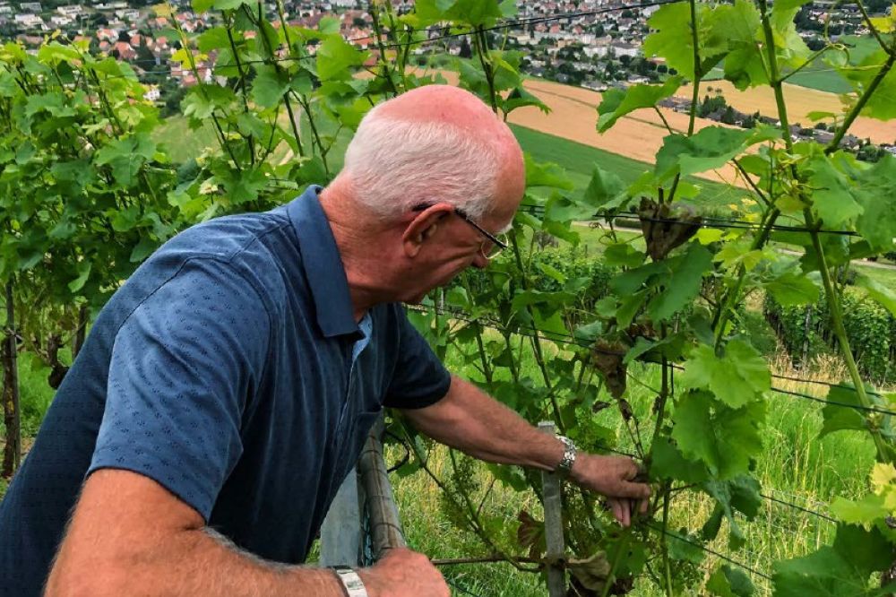 Josef Müller auf dem Rebberg