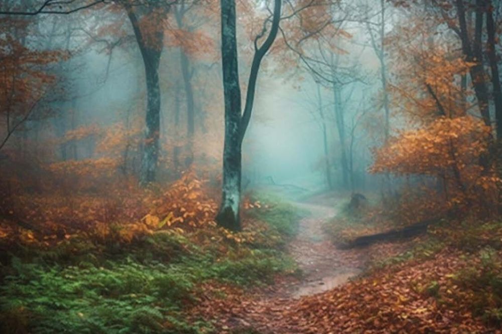 Wald mit Nebel