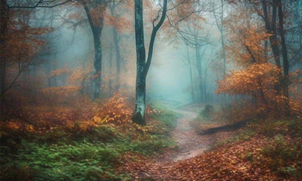 Wald mit Nebel